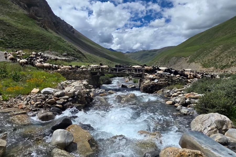 Yak and sheep herd crossing stone bridge over mountain stream in green valley